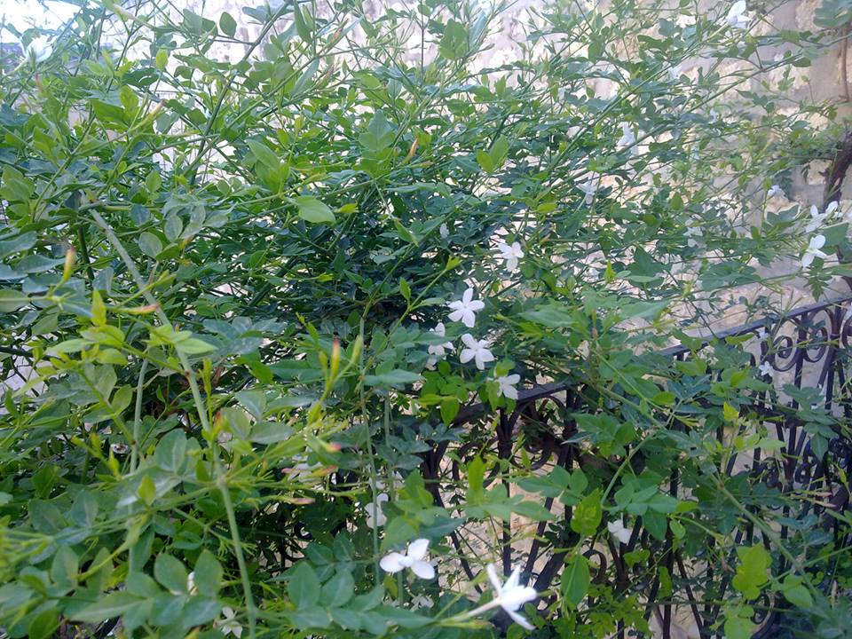 Jasmine tree from the terrace - Nour Chaar 2010